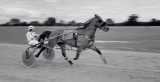 Harness racing 120708